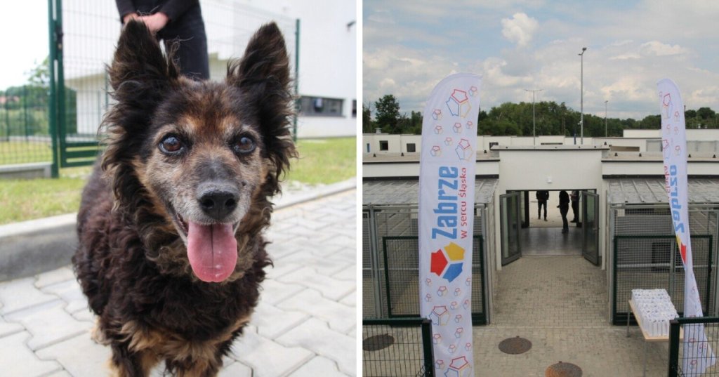 Schronisko „Psitul mnie” w Zabrzu – nowy dom dla&nbsp;czworonożnych